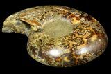 Rare, Ammonite (Argonauticeras) - Befandriana, Madagascar #168520-5